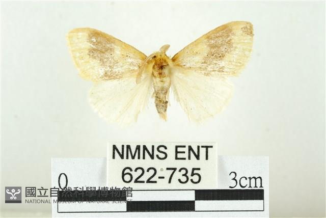 寬紋黃毒蛾藏品圖，第1張