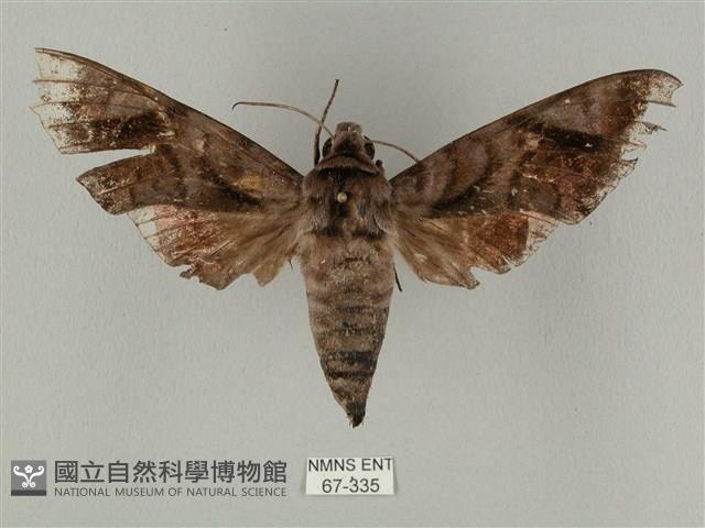 全緣缺角天蛾藏品圖，第1張