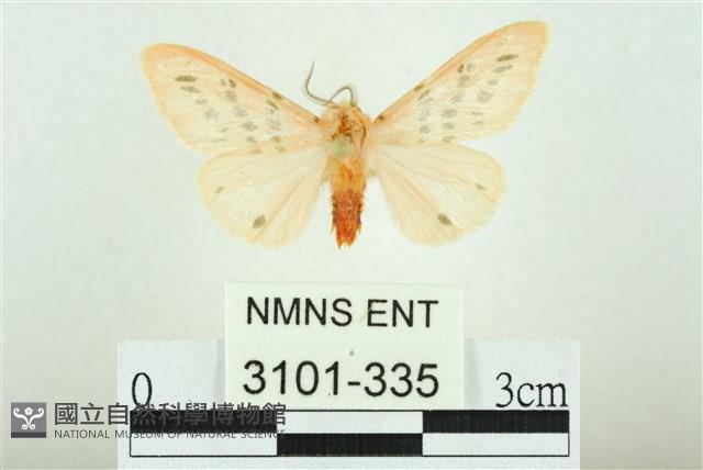 三條橙燈蛾藏品圖，第1張