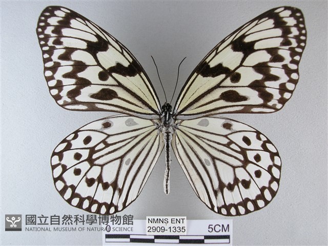 大白斑蝶藏品圖，第1張