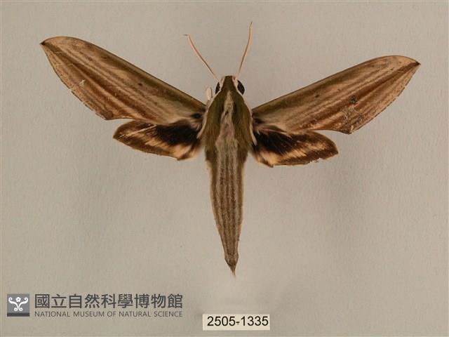 棕綠背線天蛾藏品圖，第1張