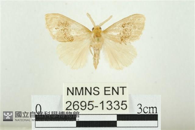 寬紋黃毒蛾藏品圖，第1張
