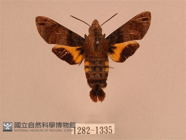 叉帶長喙天蛾藏品圖，第1張
