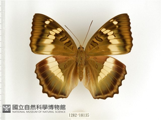 臺灣翠蛺蝶藏品圖，第1張