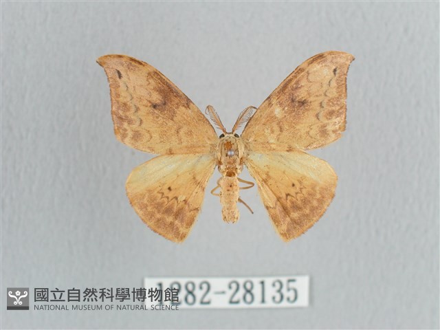 枯葉紋鉤蛾藏品圖，第1張