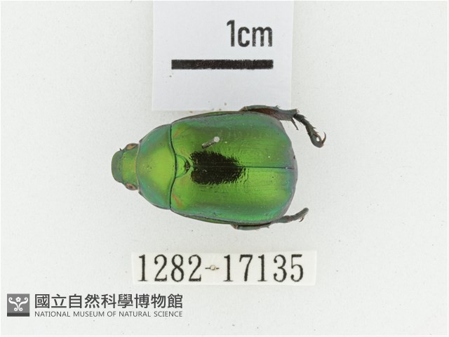 艷金龜藏品圖，第1張