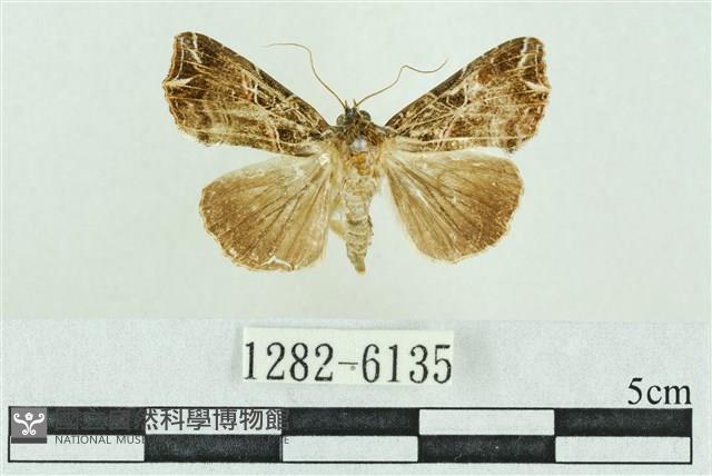 粉紅帶散紋夜蛾藏品圖，第1張