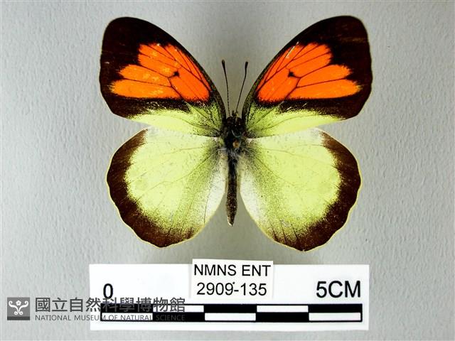 異粉蝶、雌白黃蝶藏品圖，第1張