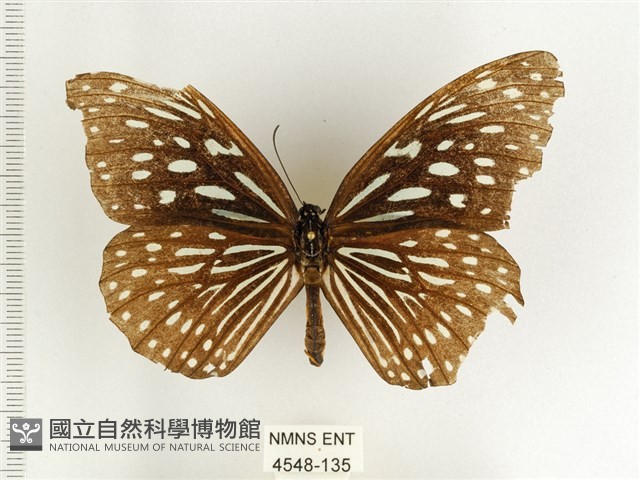 小紋青斑蝶藏品圖，第1張