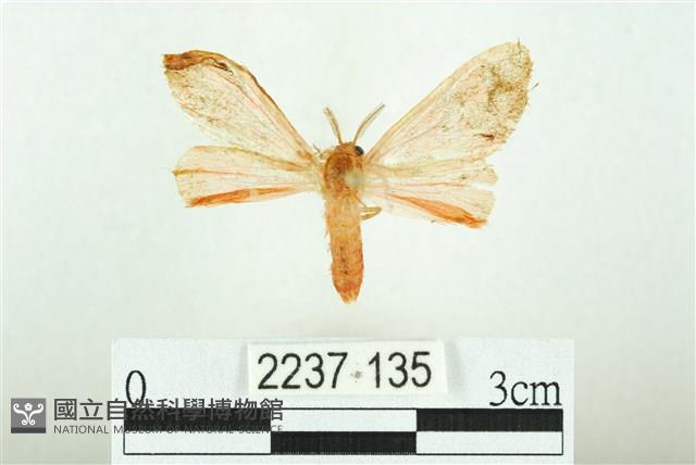 三條橙燈蛾藏品圖，第1張