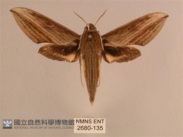 背線天蛾藏品圖，第1張