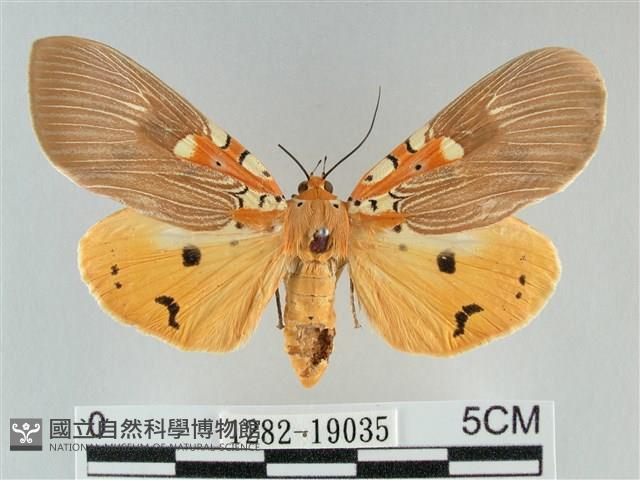 登錄號:001282-19035藏品圖，第1張