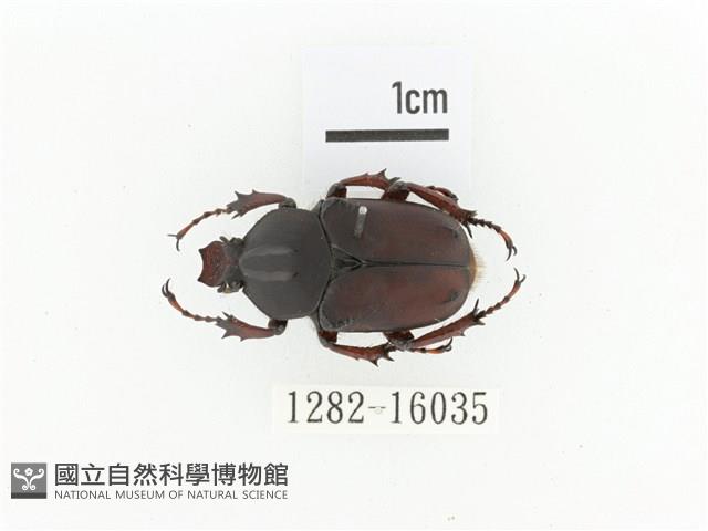 臺灣角金龜藏品圖，第1張