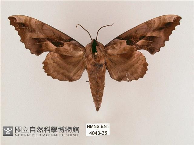 盾天蛾藏品圖，第1張