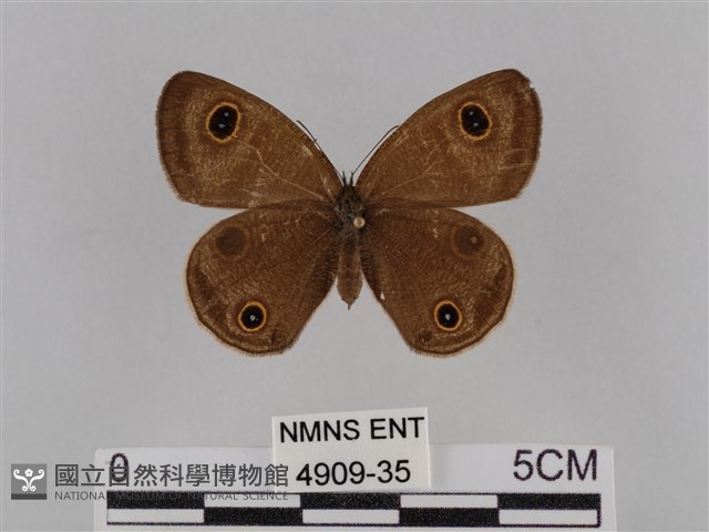 密紋波眼蝶藏品圖，第1張
