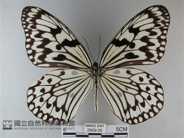 大白斑蝶藏品圖，第1張