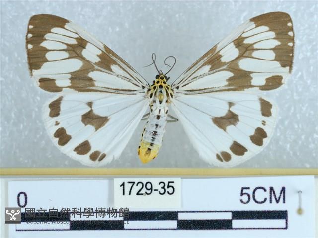 粉蝶燈蛾藏品圖，第1張