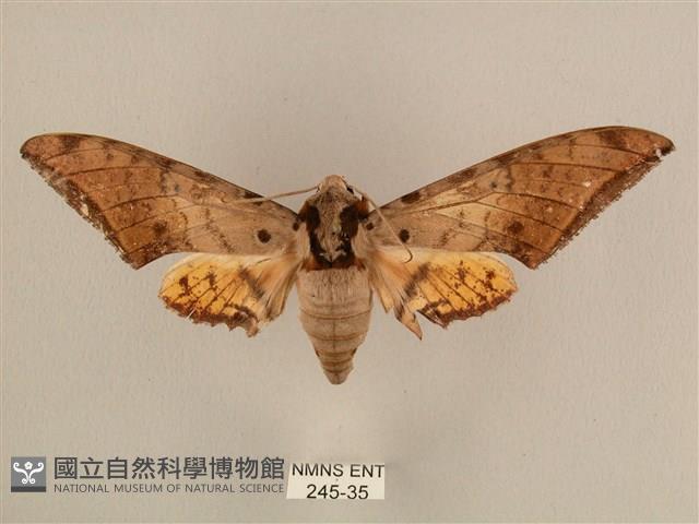 臺灣鷹翅天蛾藏品圖，第1張