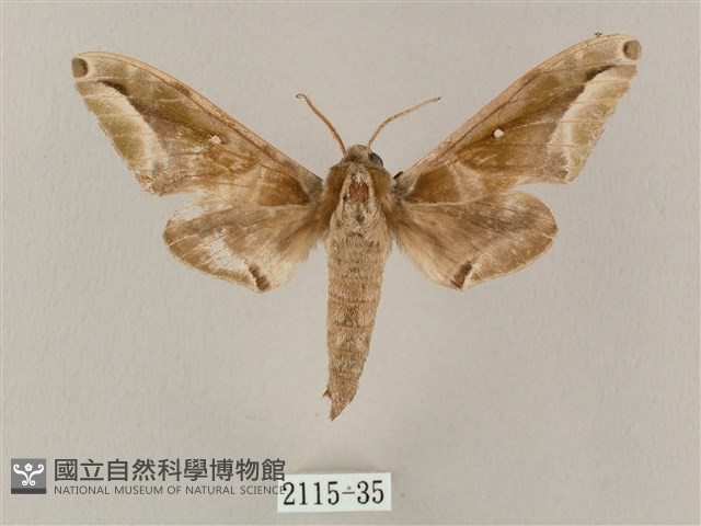 白點天蛾 藏品圖，第1張