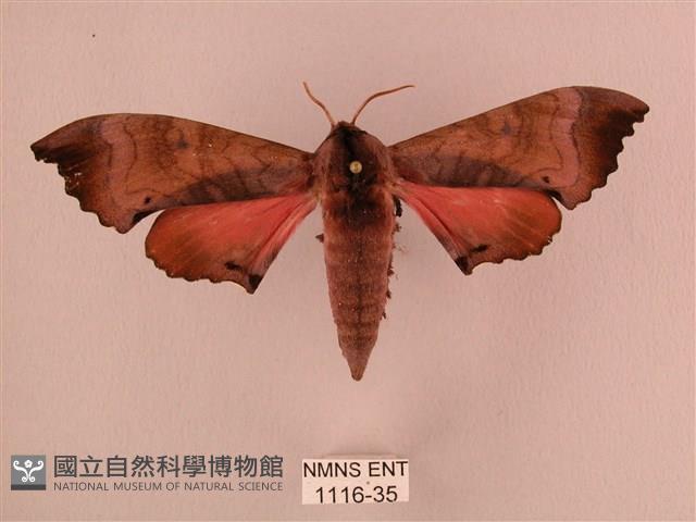 桃紅六點天蛾藏品圖，第1張