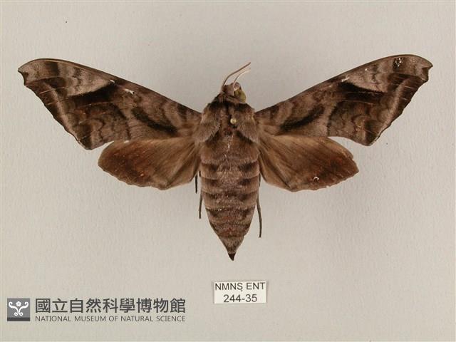 全緣缺角天蛾藏品圖，第1張