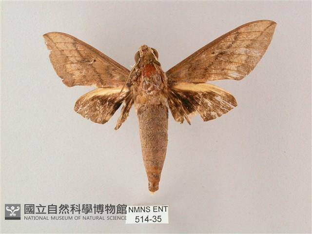 間斷斜紋天蛾藏品圖，第1張