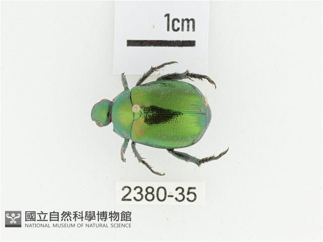 艷金龜藏品圖，第1張