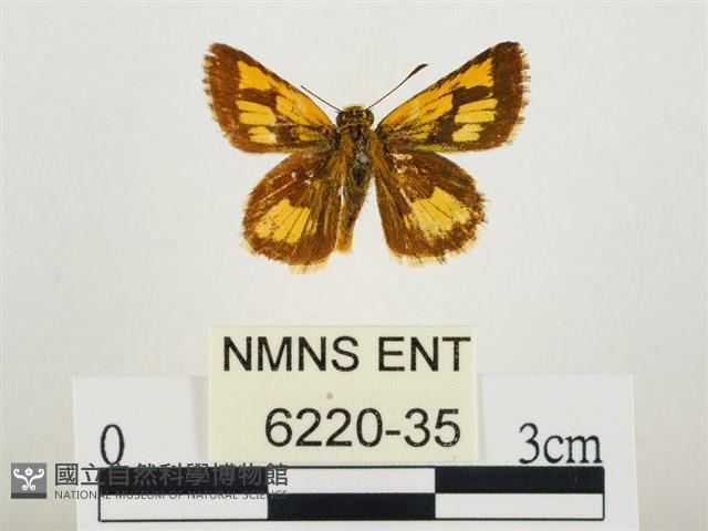 小黃星弄蝶藏品圖，第1張