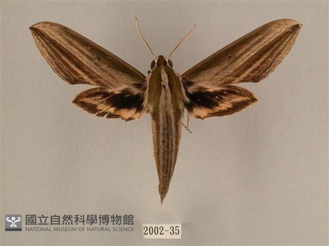 棕綠背線天蛾藏品圖，第1張