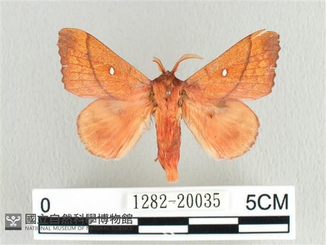 蘋毛蟲藏品圖，第1張