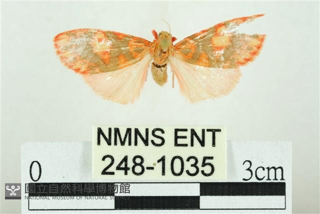 三色豔苔蛾藏品圖，第1張