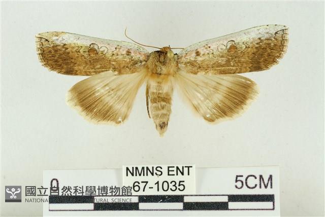 臺洒波紋蛾藏品圖，第1張