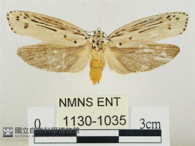 線紋篩蛾藏品圖，第1張