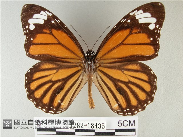 黑脈樺斑蝶藏品圖，第1張
