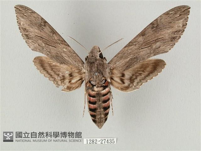 蝦殼天蛾藏品圖，第1張