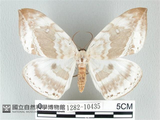 圓翅大鉤蛾藏品圖，第1張