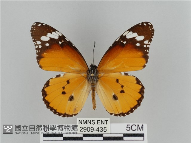 樺斑蝶藏品圖，第1張