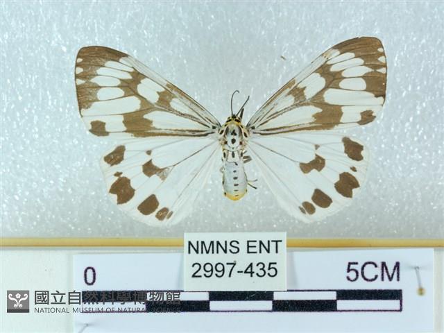 粉蝶燈蛾藏品圖，第1張