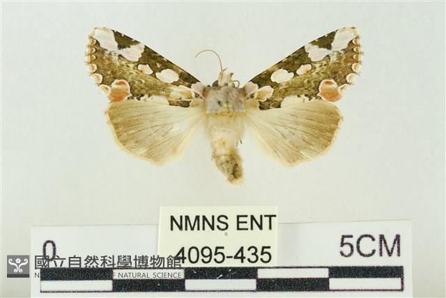 連珠波紋蛾藏品圖，第1張