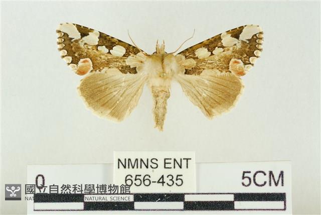 連珠波紋蛾藏品圖，第1張