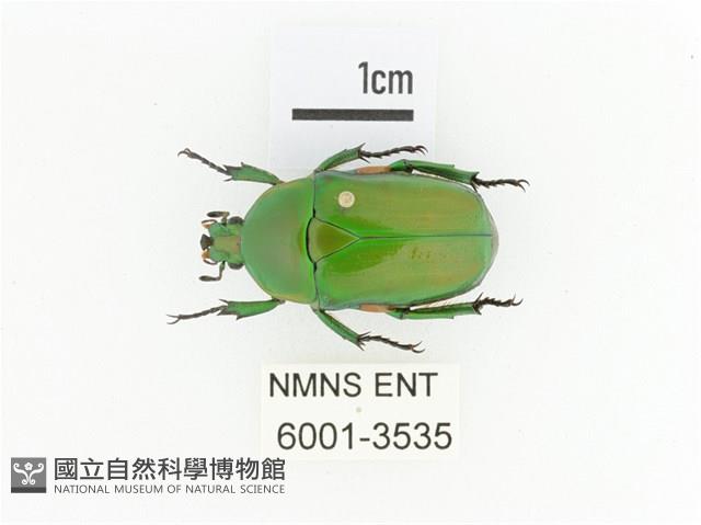 小扇角金龜藏品圖，第1張