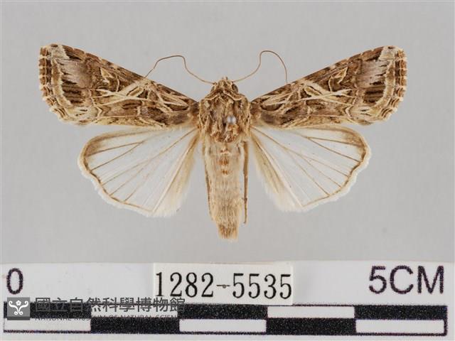 斜紋夜盜蛾藏品圖，第1張
