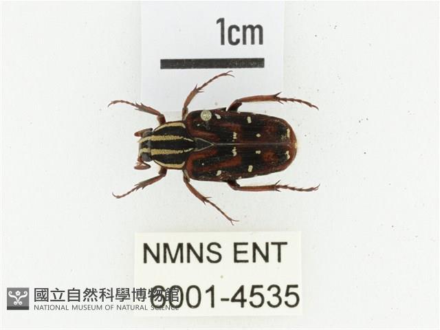 巴蘭陷紋金龜藏品圖，第1張