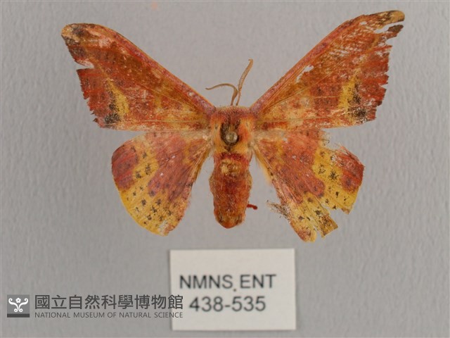鉛斑帶鉤蛾藏品圖，第1張