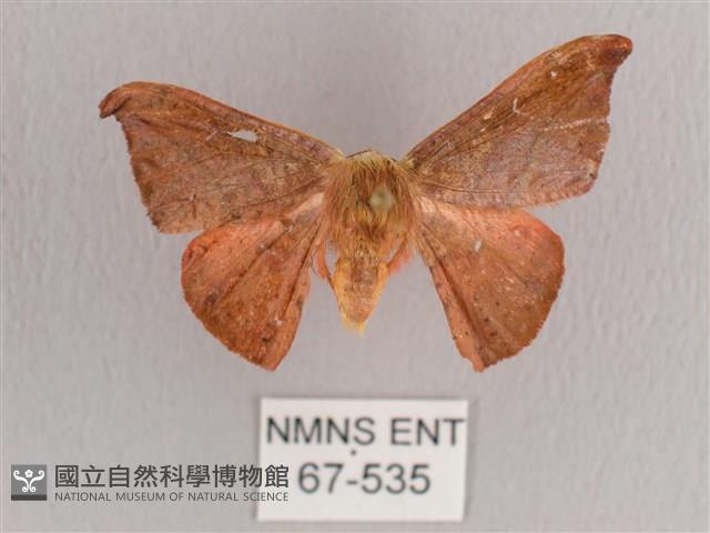 銀端帶鉤蛾藏品圖，第1張