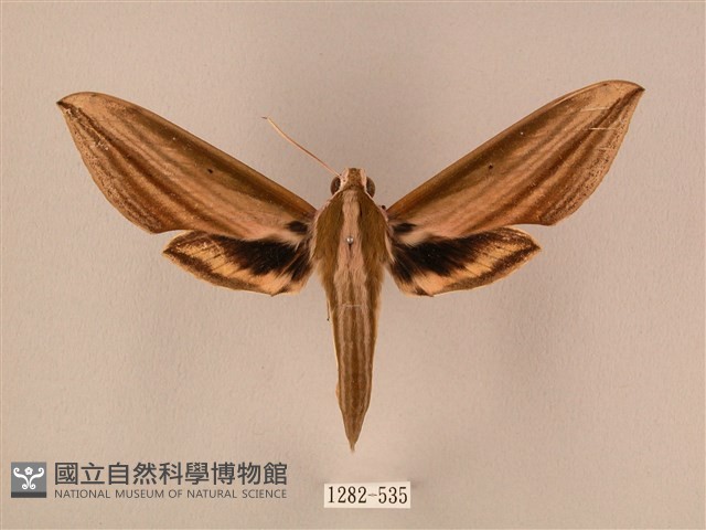 棕綠背線天蛾藏品圖，第1張