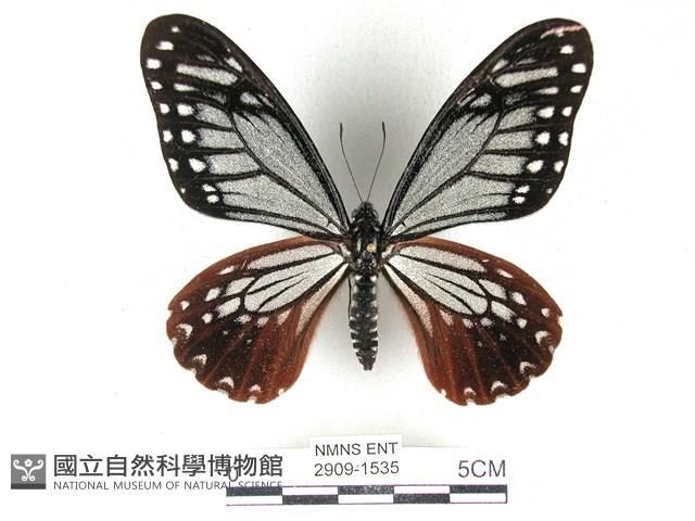 斑鳳蝶藏品圖，第1張