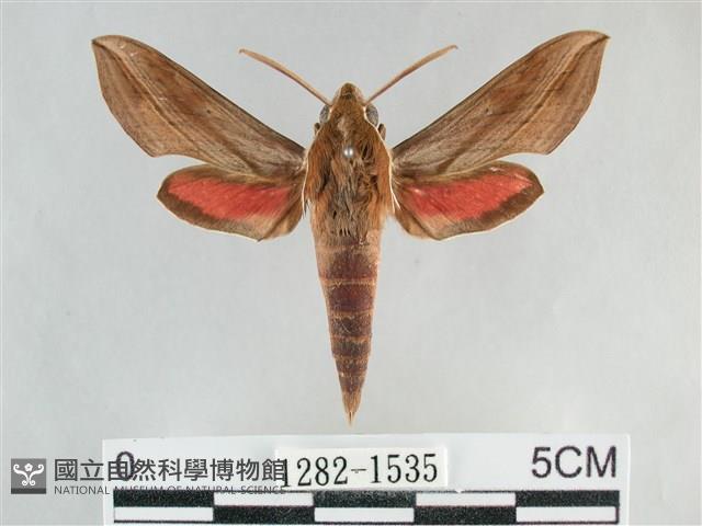 後紅斜線天蛾藏品圖，第1張