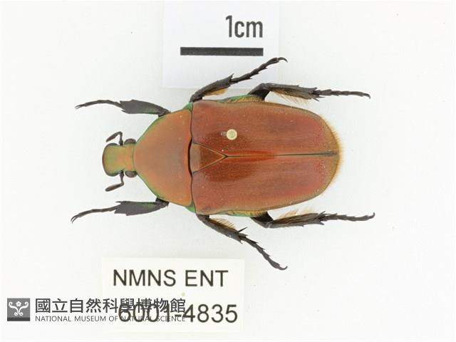 毛翅騷金龜藏品圖，第1張