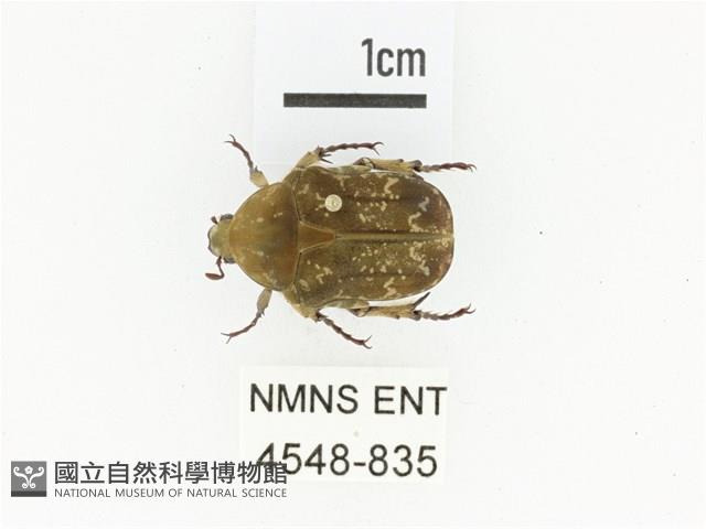 銅點花金龜藏品圖，第1張